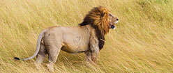 Lion 1 Lion 1